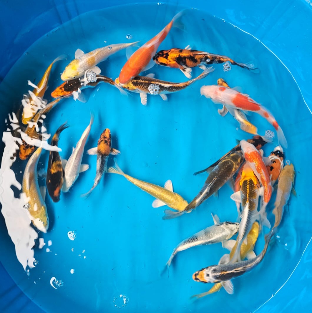 Imported Koi 10-14cm Various
